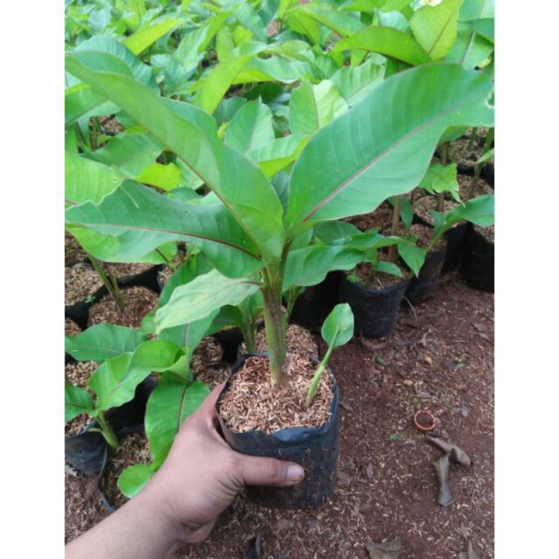 Tanaman hias pisang bali - pisang bali