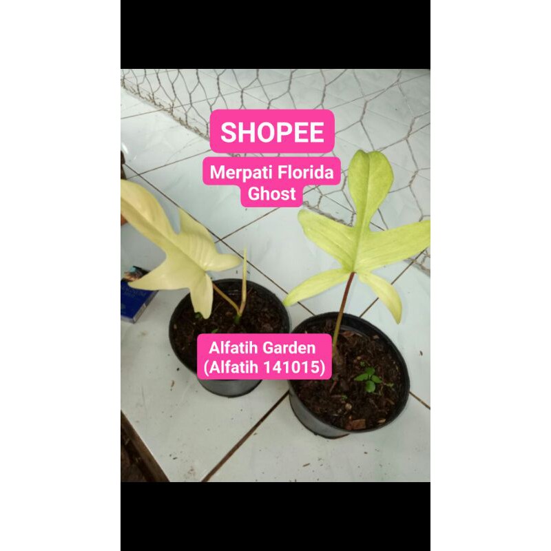 PROMO // Tanaman hias philodendrun merpati florida ghost-Philodendron merpati florida ghose-Merpati