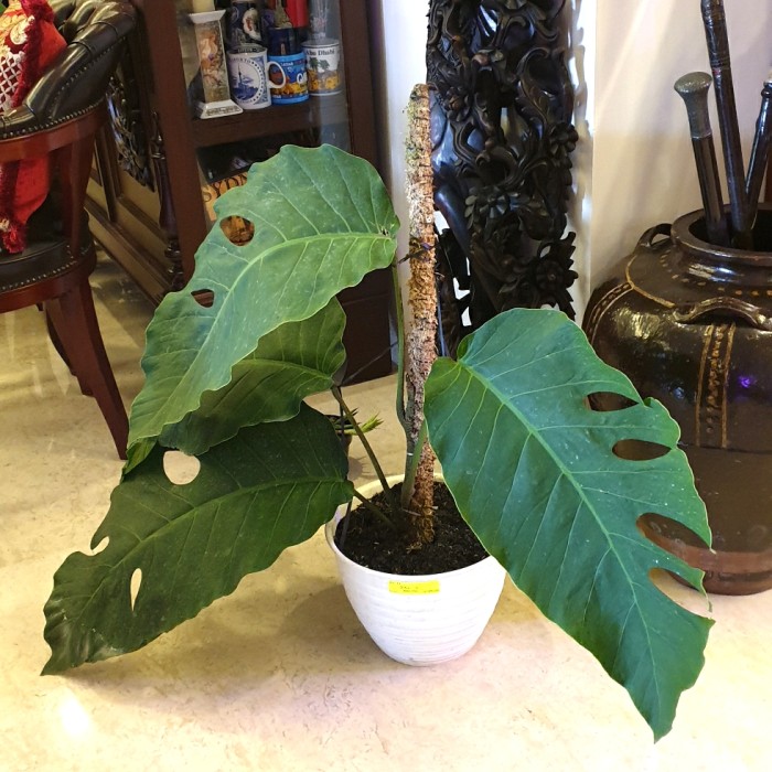 monstera dubia