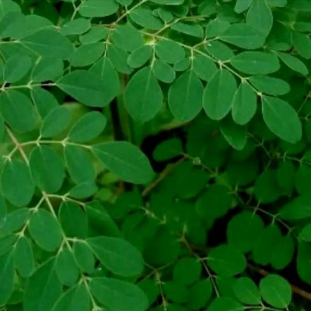 Daun Kelor Segar 1kg