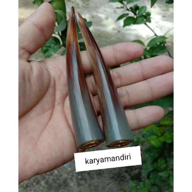 ONCE TANDUK KERBAU BULE PANJANG 12CM SUPER MULUS DAN TEBAL