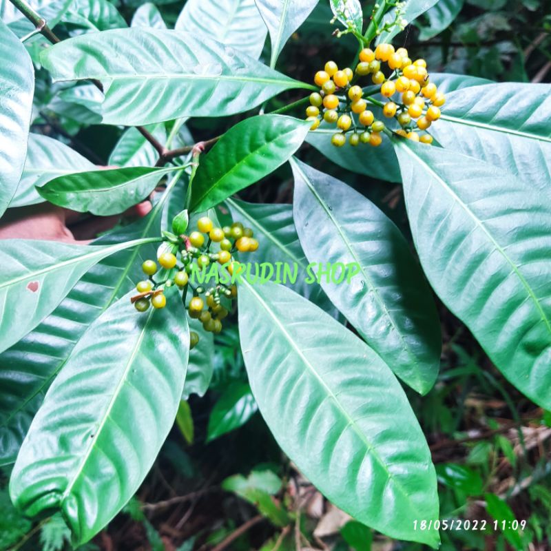 

[Fresh] BAHAN BONSAI KOPI LIAR / PSYCHOTRIA RACEMOSA / BIBIT KOPI LIAR UNTUK BAHAN BONSAI / BIBIT