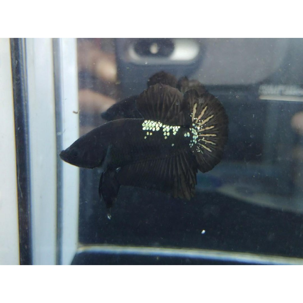 Cupang Avatar Black Cooper (bahanan)