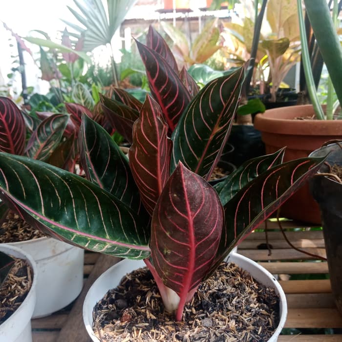 Tanaman Hias Aglonema Red Sumatera - Aglaonema red sumatera