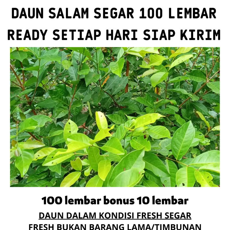 

daun jambu biji segar 100 lembar bonus 10 lembar obat diare