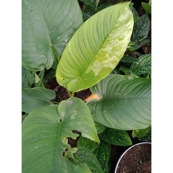 Tanaman Hias Homalomena Varigata