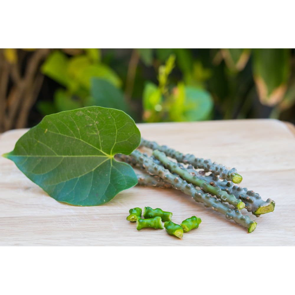 Brotowali Bratawali Batrawali atau akar aliali (Tinospora cordifolia) 1 kilo Batang Obat Terlaris