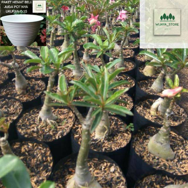TANAMAN HIAS KAMBOJA ADENIUM BUNGA BIBIT BENIH