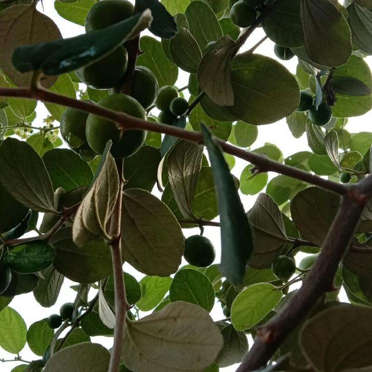 

EFTE buah bidara arab asli fresh langsung di petik isi 35 buah syag209