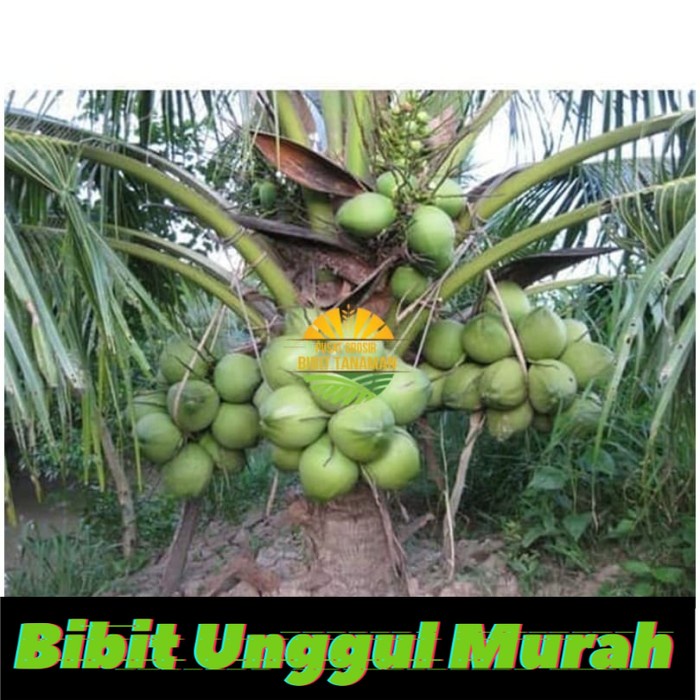 Bibit unggul kelapa genjah entog berkualitas dijamin berbuah (2-3thn)