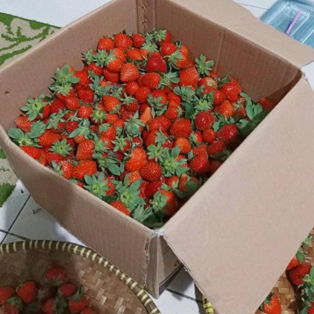 

Strawberry fresh petik pohon 1kg