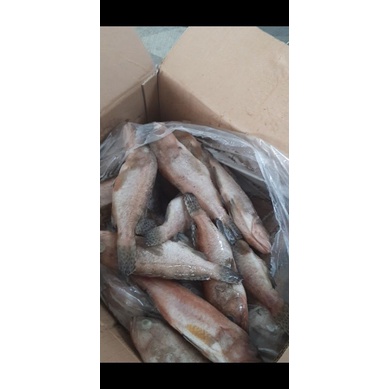 

Kerapu bendera (beku) 1kg isi 6-7