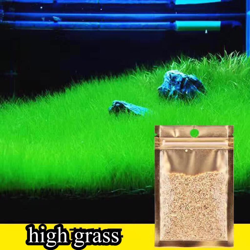 High Grass Carpet Seed Tanaman  Aquascape  Foreground  