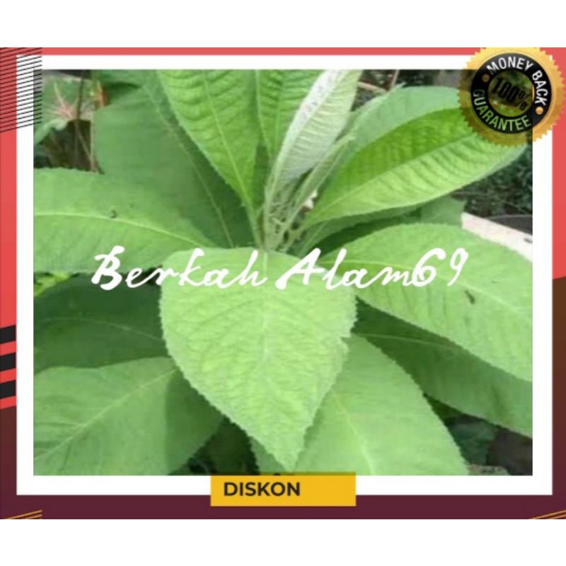 

Daun Sembung Segar 250gram petik langsung