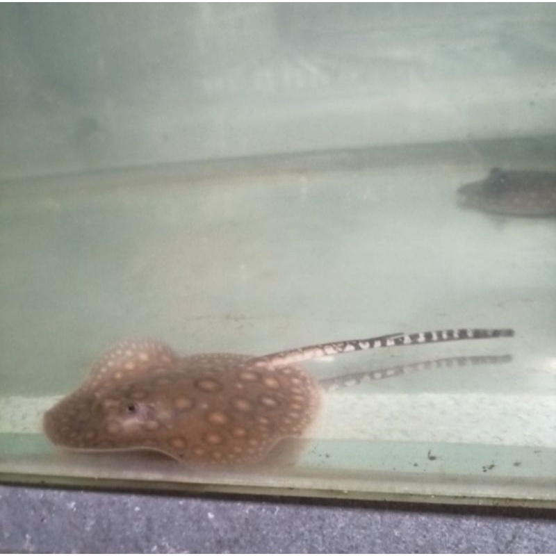 ikan pari air tawar