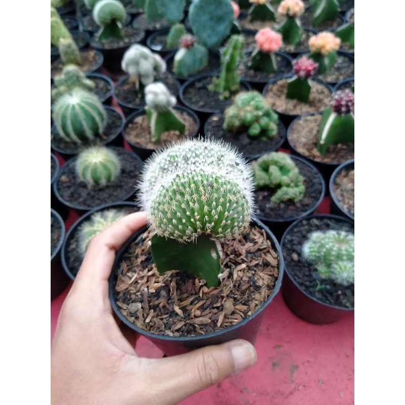 Kaktus sanggul cristata