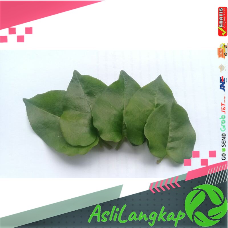 

Daun Binahong Segar, Daun Binahong Hijau, Daun Binahong Diabetes