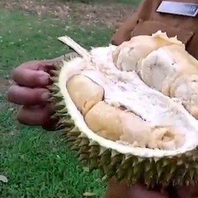 Bibit Durian Bintana Kaki 3 tinggi 1,5 meter - 2 meter / Durian unggul