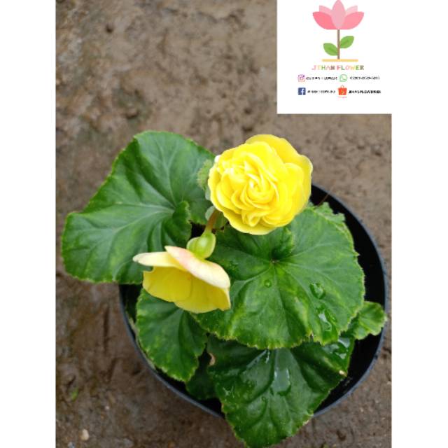 Bunga BEGONIA MAWAR Hybrid kuning