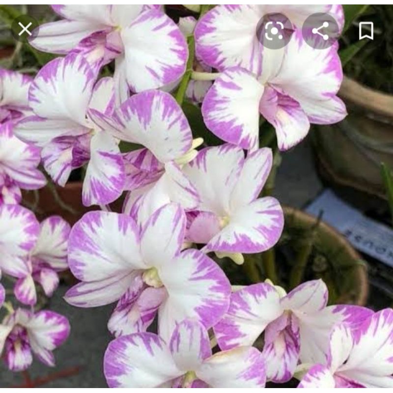 anggrek dendrobium enobi