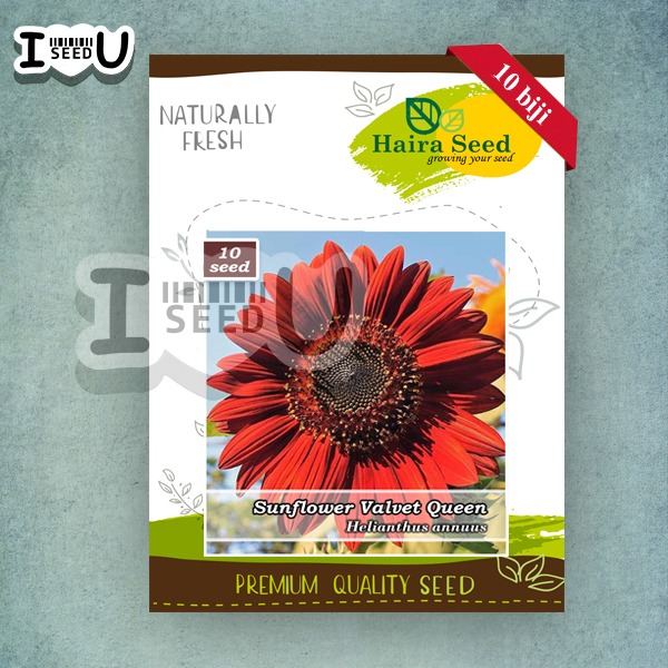 Haira Seed Bibit-Biji Bunga Matahari Merah Valvet Queen