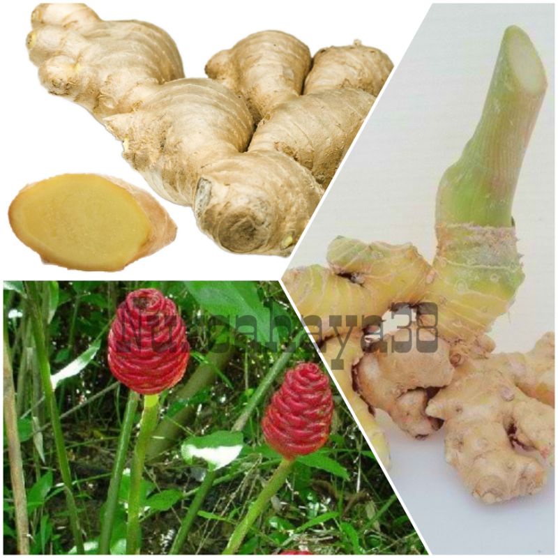 BIBIT LEMPUYANG WANGI