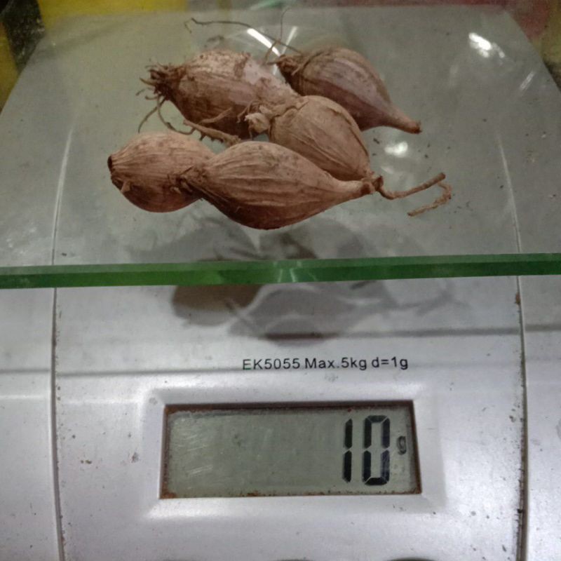 

bawang lanang lokal 10gram