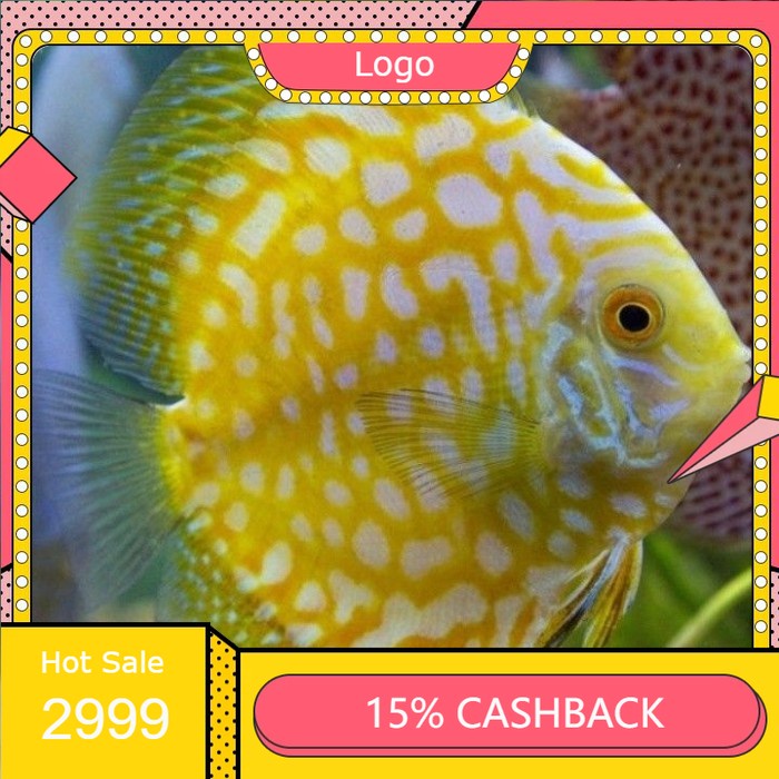 discus yellow Pigeon 2 inch.