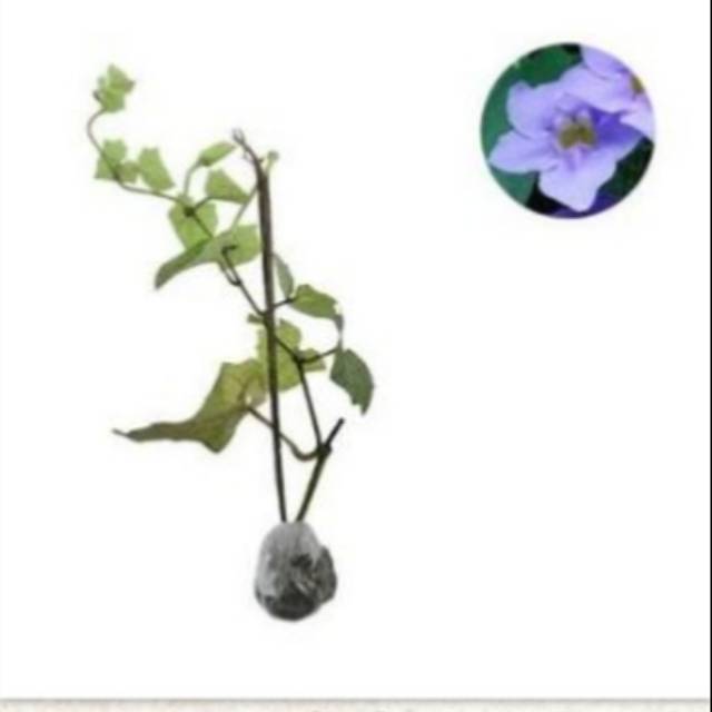 Tanaman Hias Bunga Thunbergia Bunga Biru