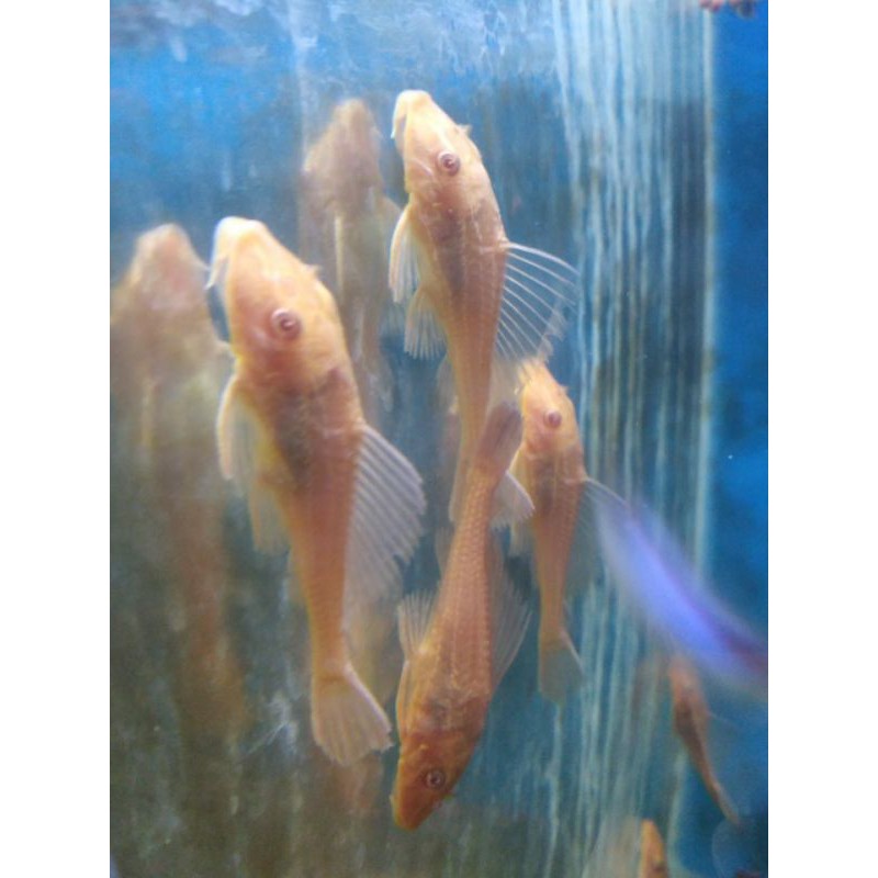 Ikan Sapu-Sapu Albino pembersih lumut kaca aquarium