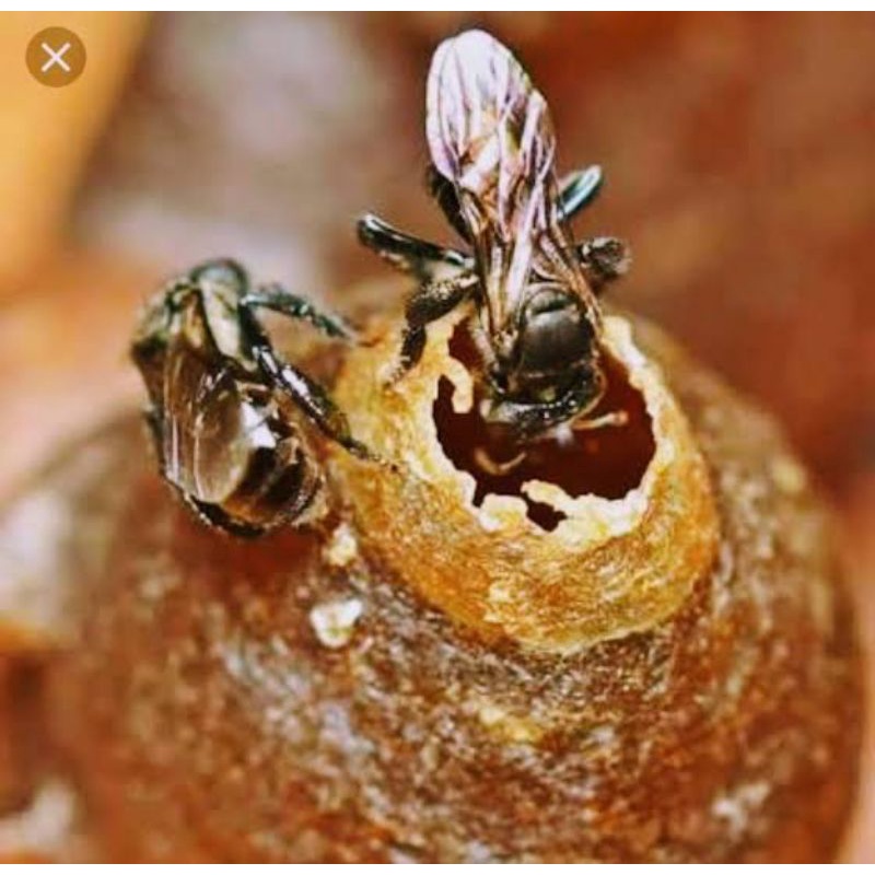 

madu asli lebah lanceng