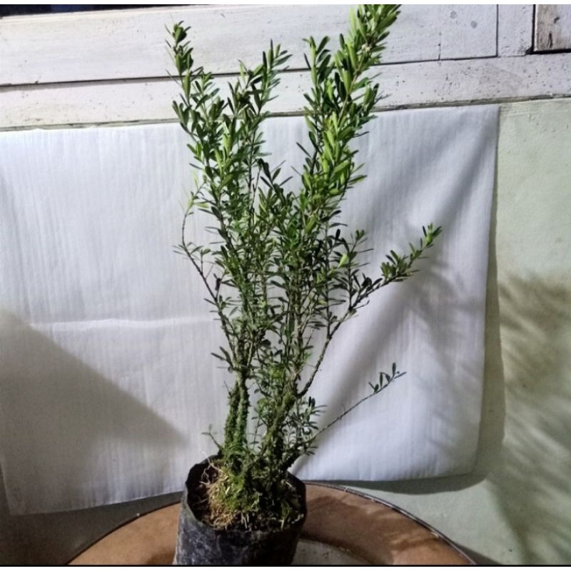 bahan/bibit bonsai boxus