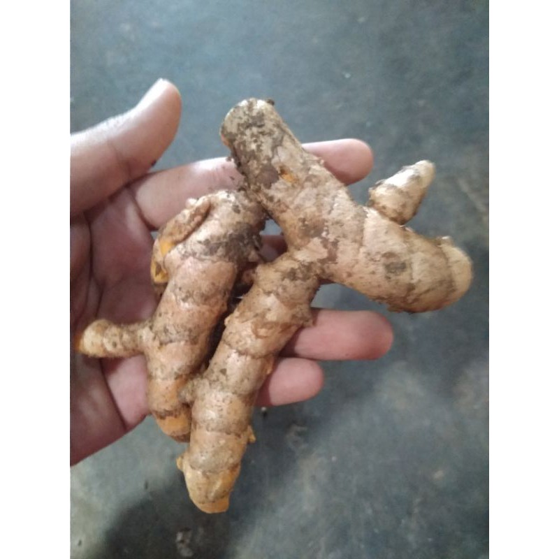 

kunyit asli