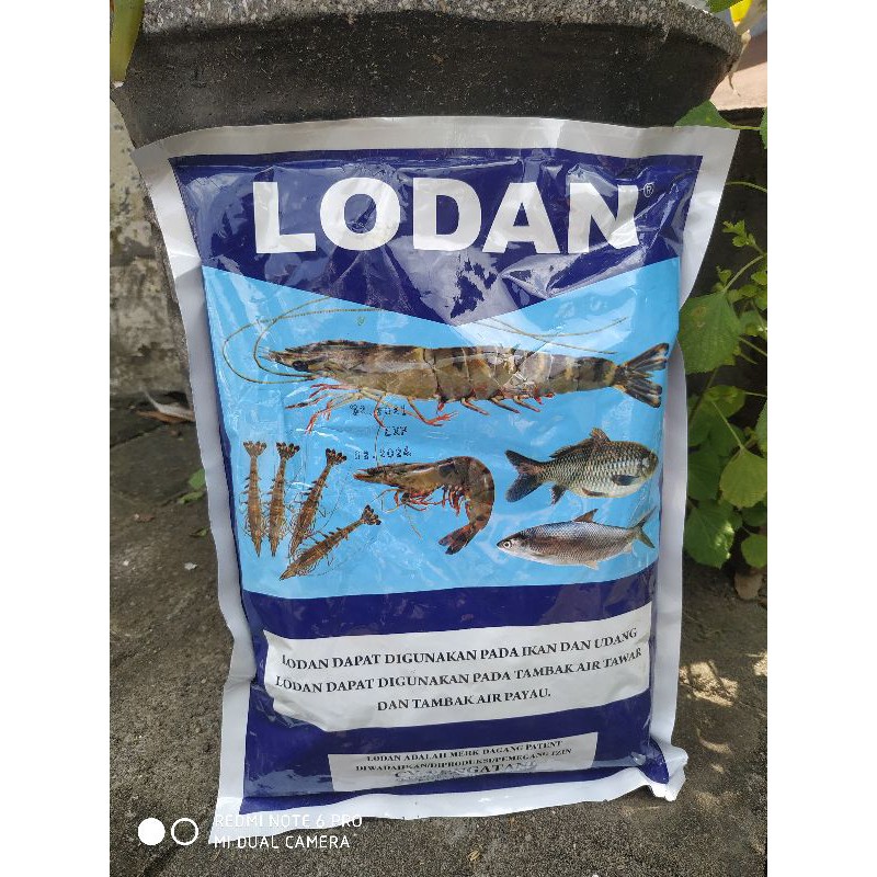 lodan ikan dan udang