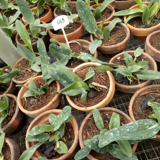 Paket Anggrek Cattleya PRA DEWASA Campur