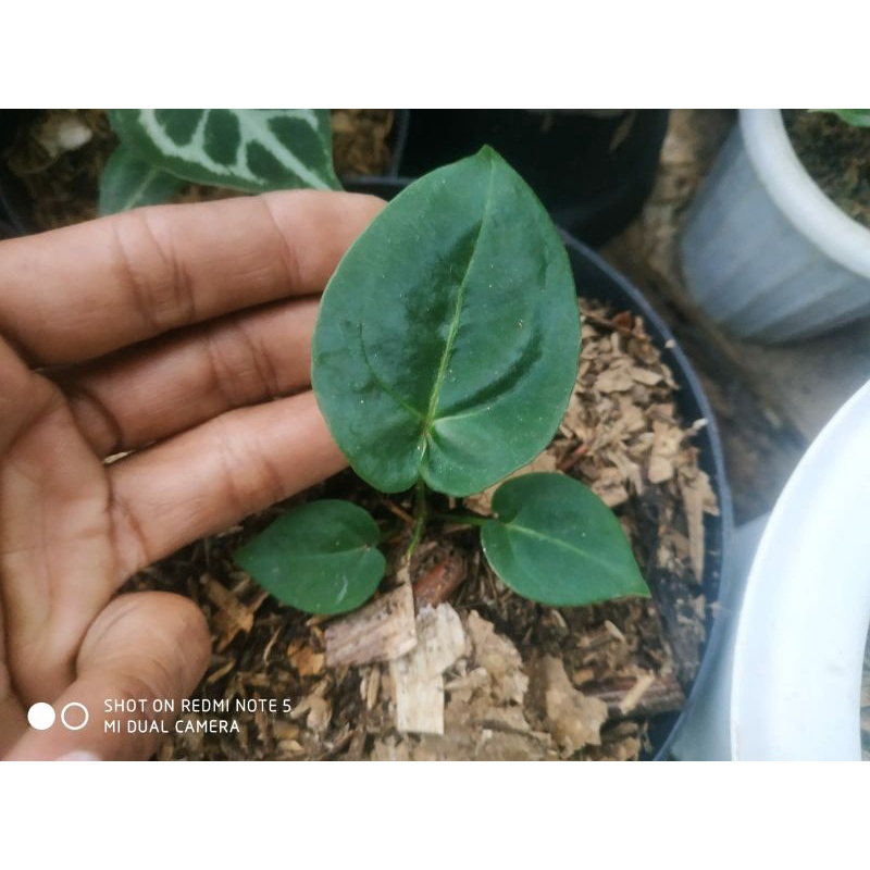 beby antharium desleri