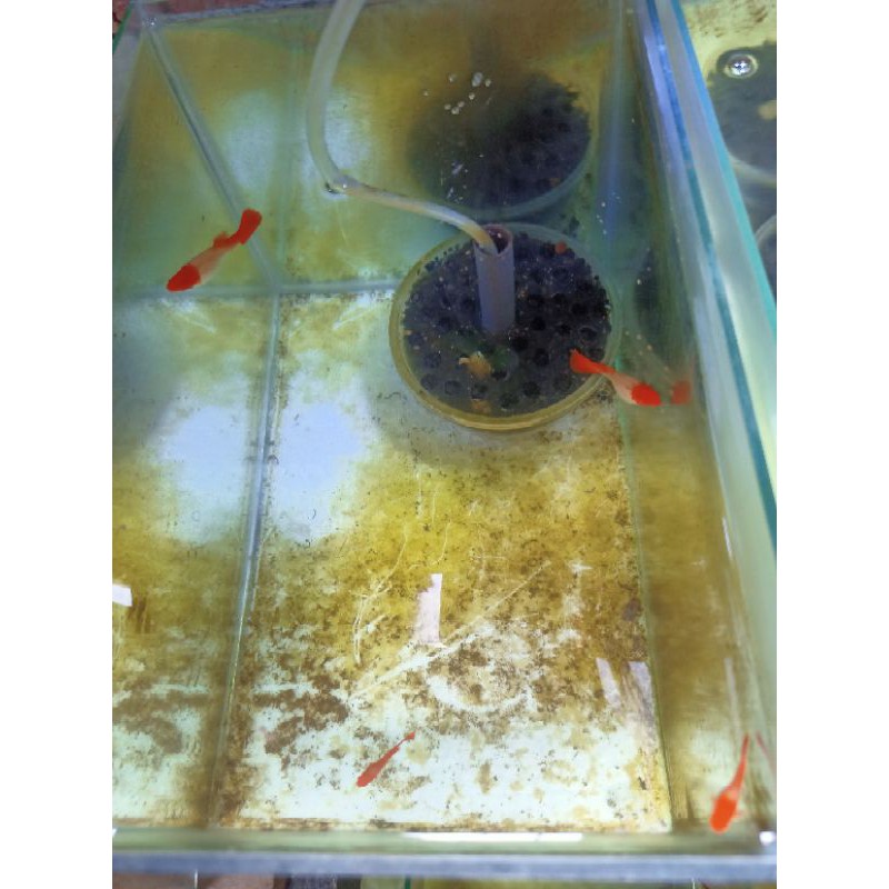 albino koi red ear jantan & betina