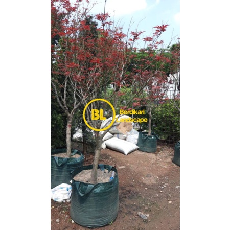 Maple Japanese red maple, tanaman import maple american maple pohon maple