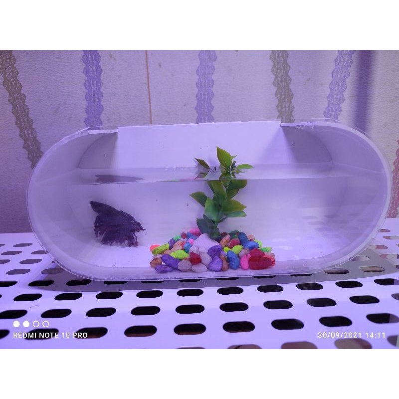 Aquarium murah mini unik dan lucu untuk ikan hias kecil cupang guppy