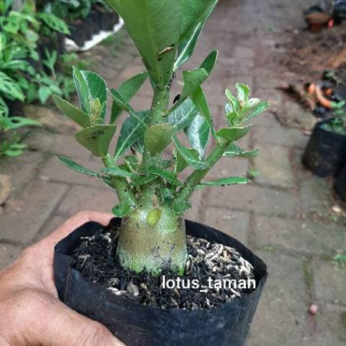 tanaman hias adenium - adenium bonsai