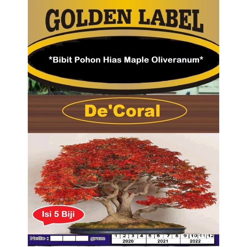 Bibit Pohon Hias Maple Oliveranum | Benih Pohon Hias Maple Oliveranum