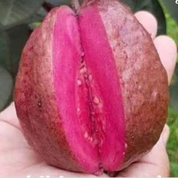 pohon jambu kristal merah australia,jambu obat