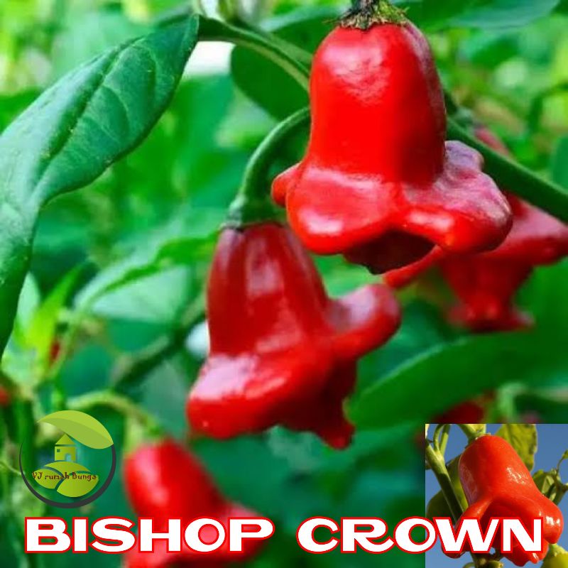 3biji-Benih Bibit Biji Cabai Hias Bishop Crown Biji Cabe Bishop Crown