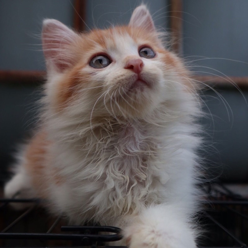 Adopsi Kucing Lucu Anakan Himalaya