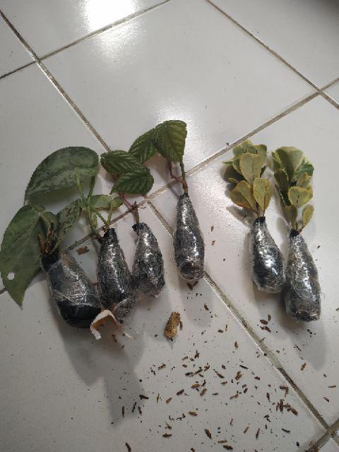 Tanaman Sirih Keraton Tanaman Rambat