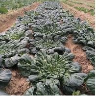 

SAYUR PAGODA FRESH SEGAR BOGOR PER 1 PACK