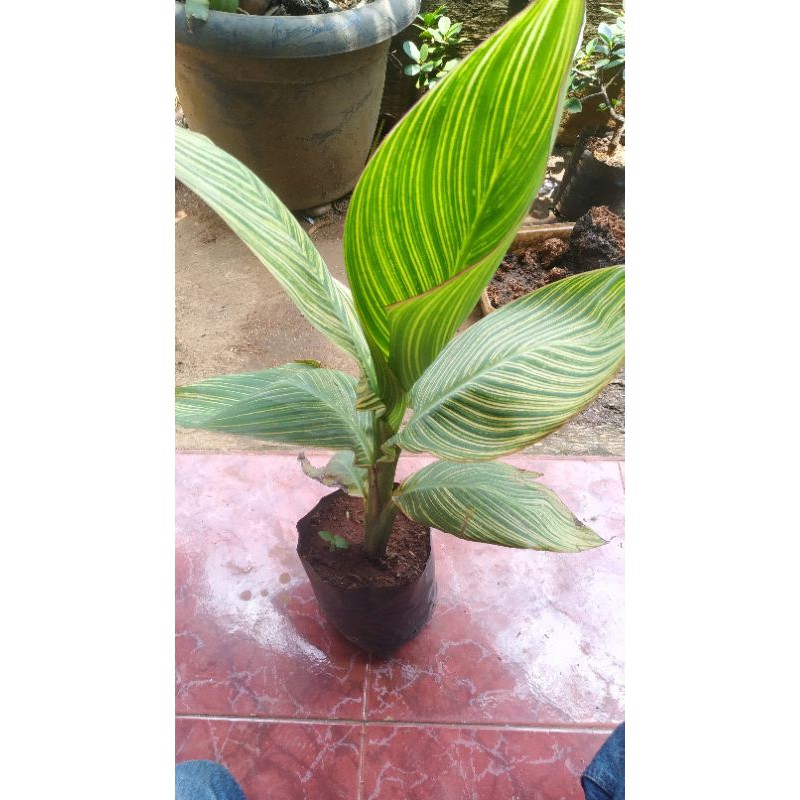 Tanaman hias pisang kana - tanaman pisang kana