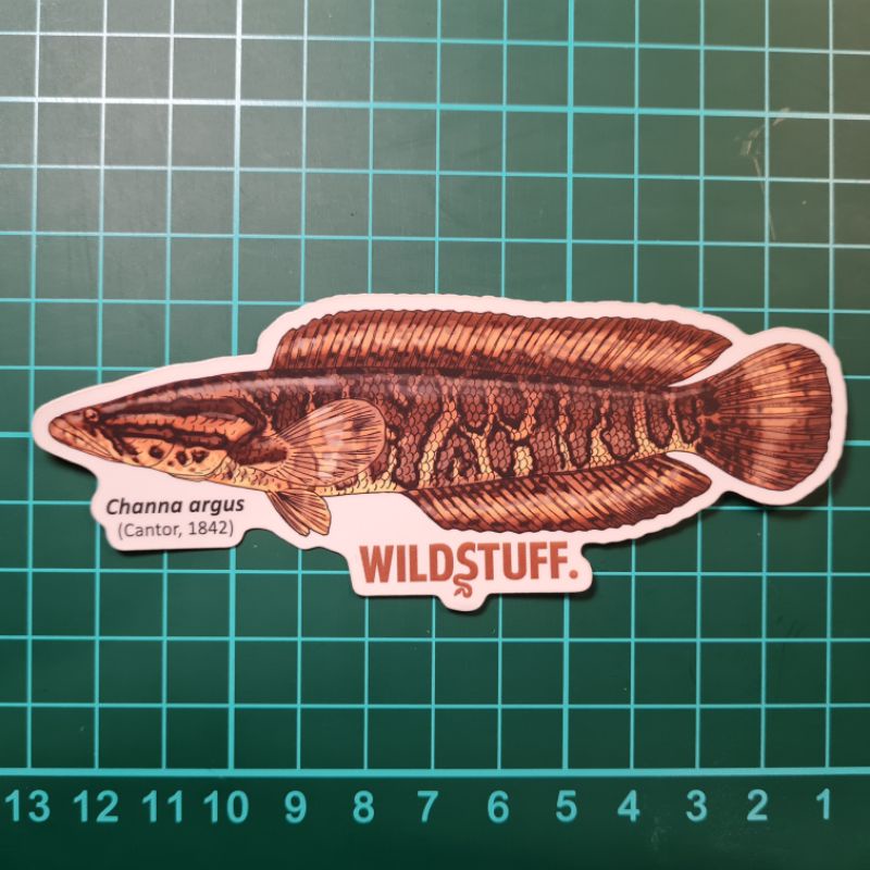 STICKER CHANNA ARGUS NORTHERN SNAKEHEAD