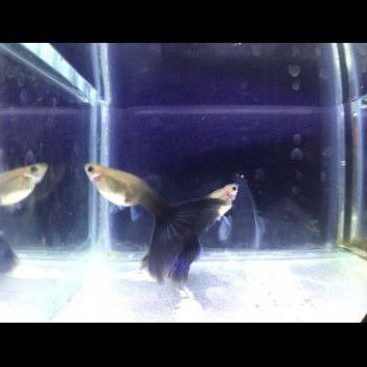 

ikan Guppy Half blue ( HB blue ) jantan