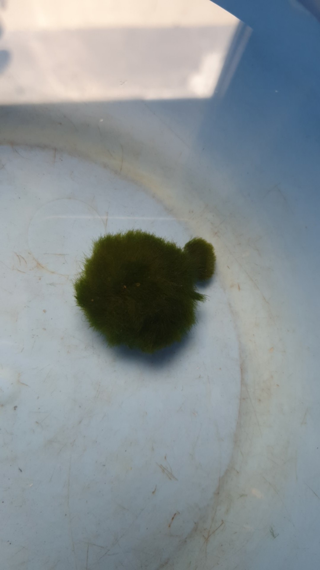 Marimo Moss Ball Alga Jepang Satuan Ukuran 3 - 3.5 Cm